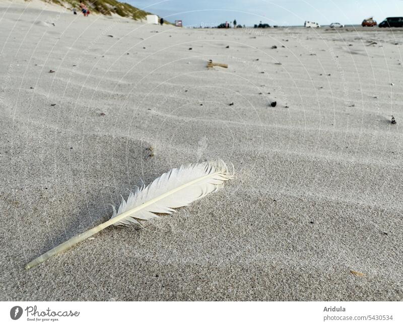 White feather lies on sandy beach Feather Bird Sand Beach Sandy beach Ocean coast Landscape Vacation & Travel Tourism Summer Beautiful weather cars vacation