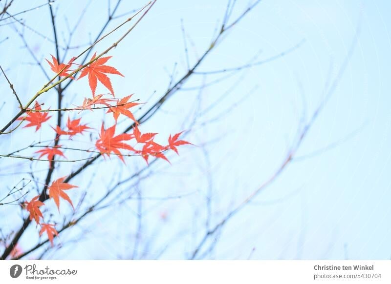 The last leaves on the tree Autumnal colours acer palmatum Japanese fan maple Maple tree Natural color Autumn feeling transient orange colour warm colors