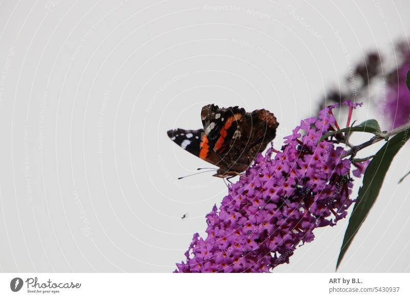 last butterfly Animal Insect Butterfly blossoms lilac butterfly bush disembarked food seeking food feel Delicate Nature