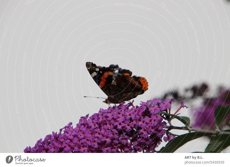 CREATED tired landing food Foraging lilac Buddleja Animal Insect Butterfly Garden Nature Resume Search
