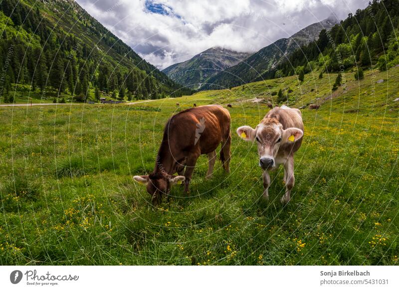 On the Alm...da gibts a Rind :D ...oder zwei, oder.... cattle Alpine pasture Tyrol Austria ice cream storage mountains Federal State of Tyrol Alps Nature