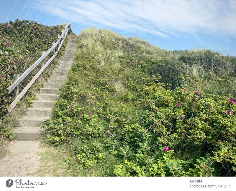 Stairs lead up to the dune with dune grass and wild roses duene Marram grass Wild rose North Sea coast Vacation & Travel Landscape Lanes & trails Nature Ocean