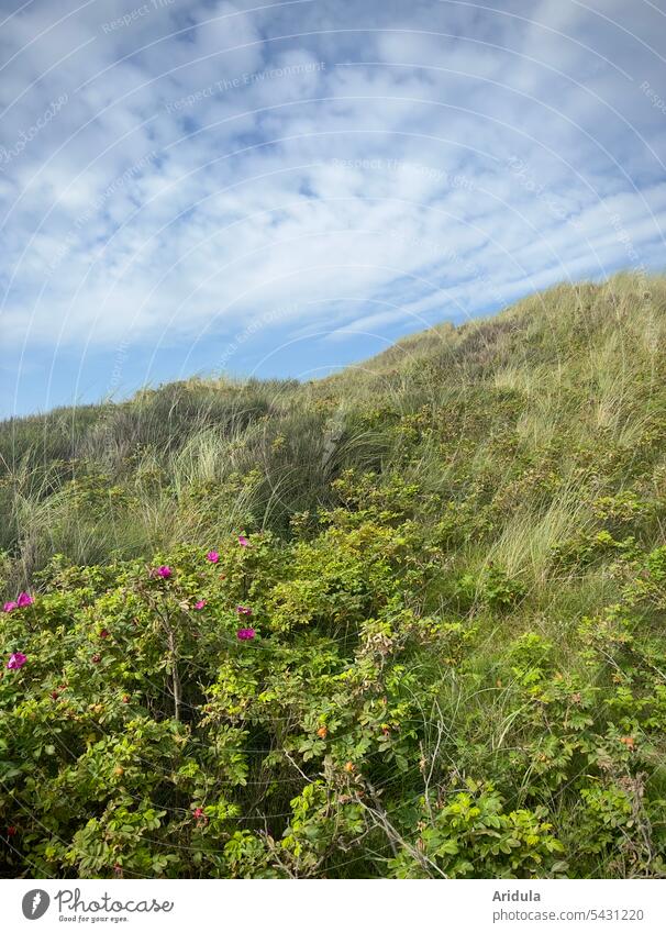 Blue sky with white clouds over dune overgrown with dune grass and wild roses at the North Sea duene Marram grass Nature Landscape coast Beach Ocean