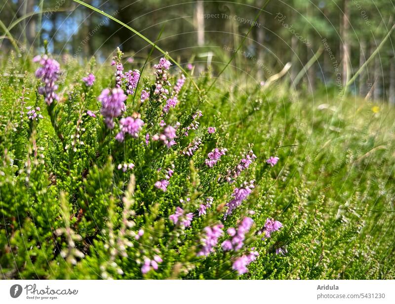 flowering heather Heathland Blossoming blossoms purple Violet Erika Nature heather blossom Summer Sunlight Detail shallow depth of field Edge of the forest