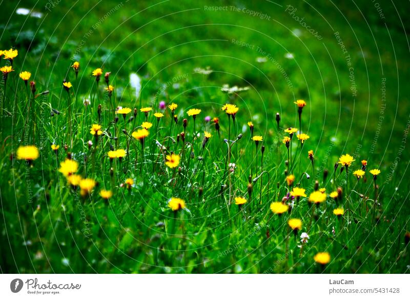 Mountain meadow with dandelion Meadow Dandelion Hill hilly Green Yellow Grass Nature Plant Flower Blossom Environment Landscape Juicy juicy green Wild plant