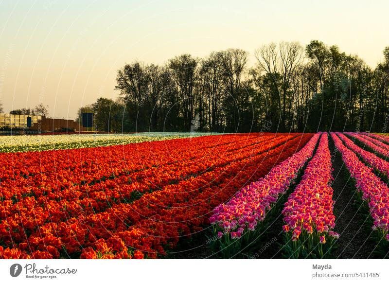 Spring scene on the tulip field Germany Tulip Field Flower Landscape Panorama (View) Nature Agriculture farm Blossom Photography Sunset in a row Horizontal Red