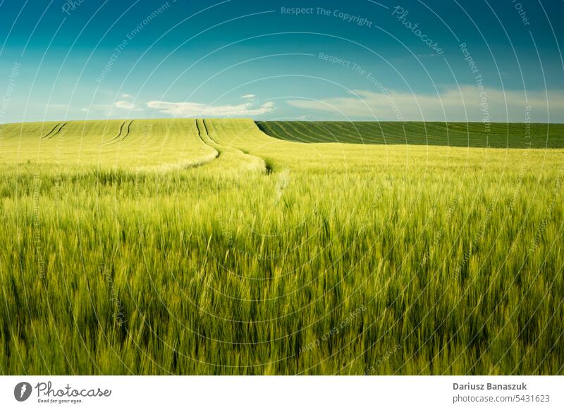 Minimalist landscape with barley field and blue sky view wheat grain idyllic growth cereal yellow agriculture outdoor nature summer plant no people photography