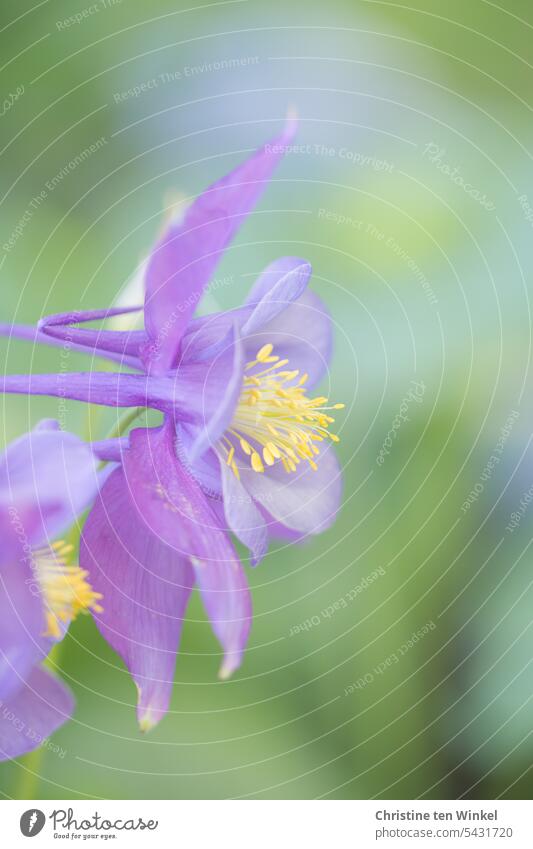 Early summer memory Aquilegia Flower Plant Nature Blossom Spring Summer Garden Close-up Shallow depth of field blurriness pretty Blossoming Violet purple