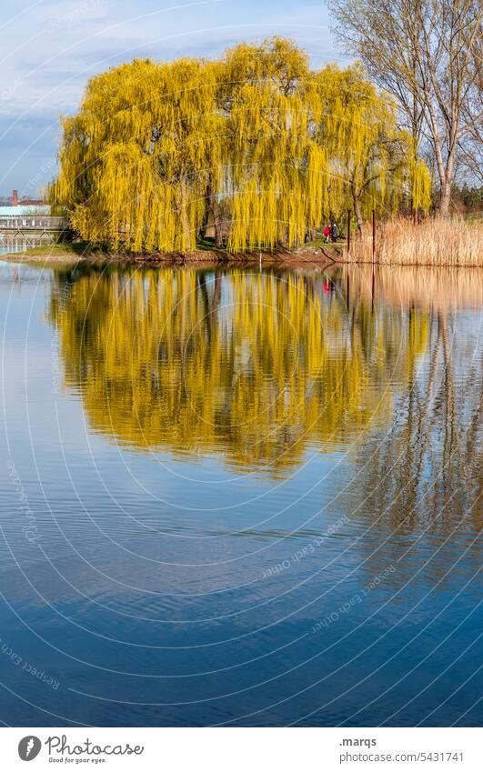 Pasture in lake Willow tree Tree Reflection Water Lake Beautiful weather Nature Lakeside Surface of water Water reflection Idyll Spring