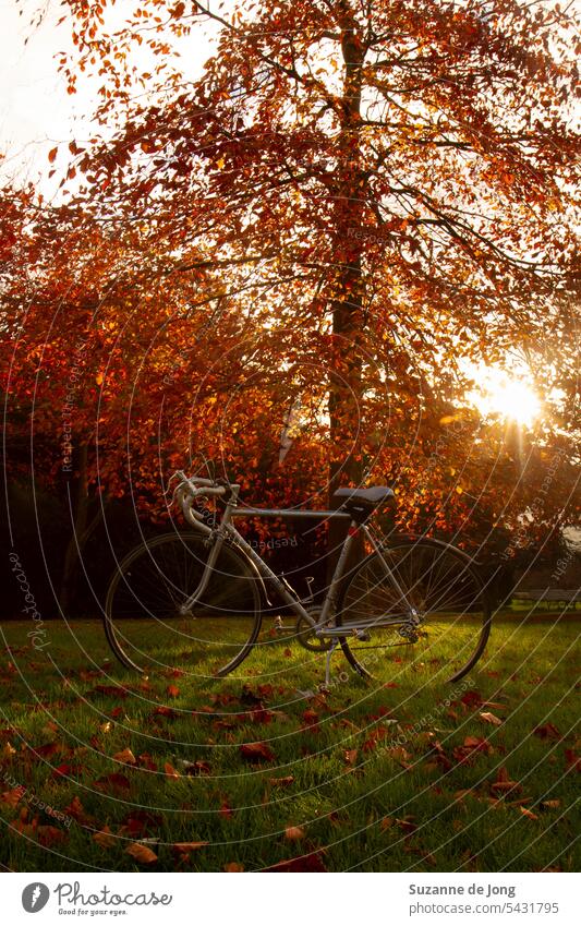 Autumn tree in the sun, with a road bike in front of it. The sun is shining through the tree. The vibe of the image is adventurous and warmth autumn fall