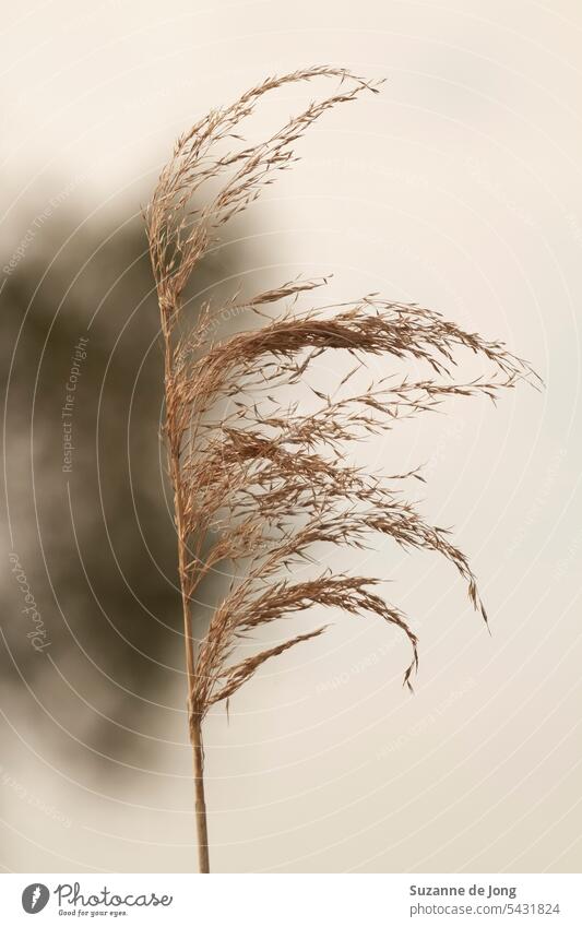 Reed stem in the wind in front of a tree reed reed grass Nature Moody moody atmosphere calmness calmth low saturation of colors cloudy cloudy day moody day arty