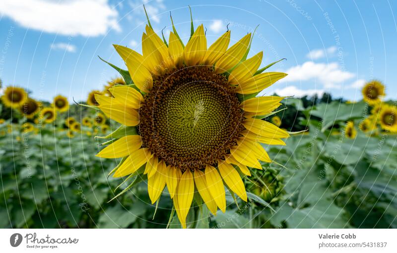 Sunflower in field of flowers sunflower flower macro sunny day blue sky summer