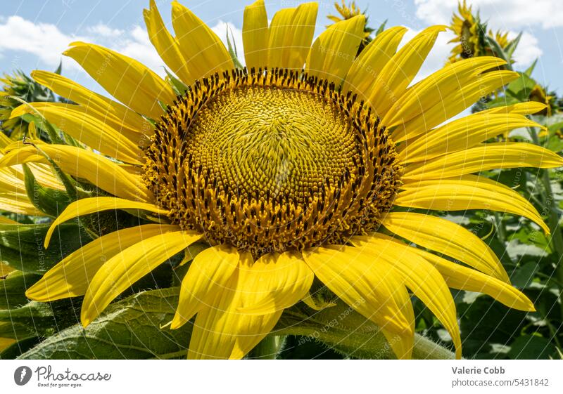 Giant sunflower in field field of flowers sunny day blue sky summer flower macro