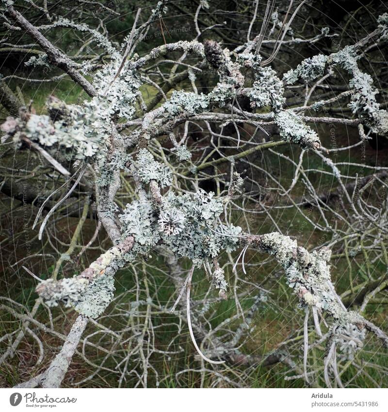 Dead pine branches overgrown with lichen Jawbone dead Forest death forest Forestry Climate change Wood Environment Log Tree Nature