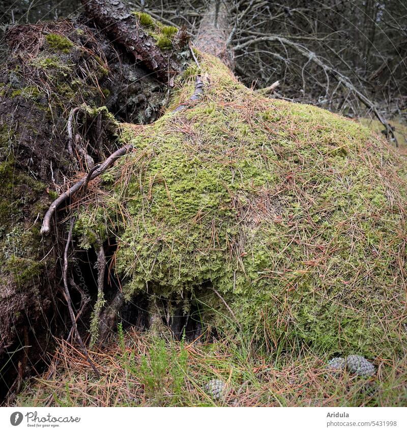 Uprooted pine tree with ripped mossy forest floor Jawbone Forest Woodground Moss Nature Plant Green Environment Landscape Tree trunk