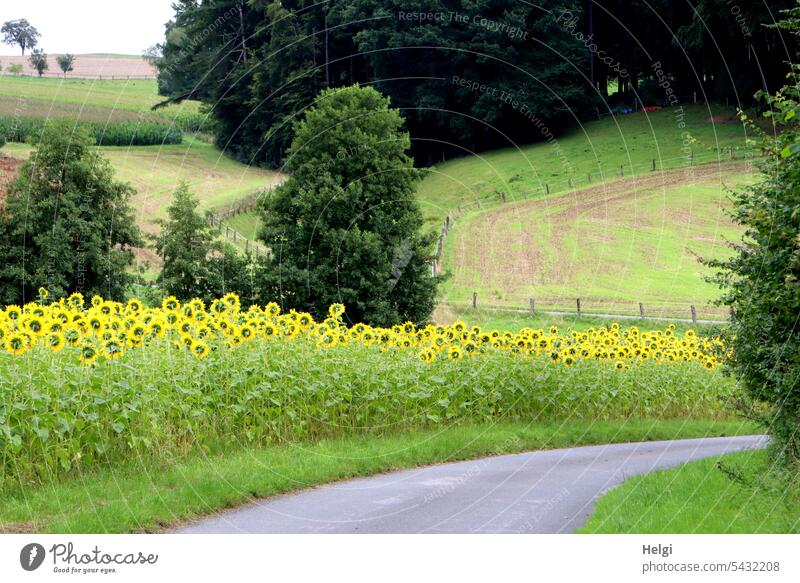 Sunflowers in hilly landscape with road and trees Landscape Nature Flower Blossom Sunflower field Street Roadside Hill Teutoburg Forest Tree shrub Fence Meadow