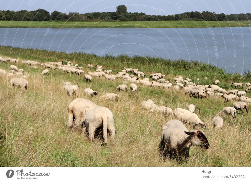 Sheep grazing on the lake shore Animal Flock Lake Lakeside Meadow To feed graze Water Farm animal Exterior shot Herd Nature Group of animals Grass Summer