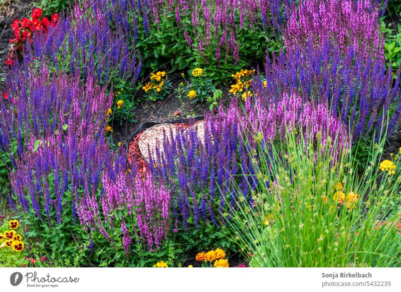 Color rush in a garden - sage flowers in pink and purple Garden Horticulture Garden Bed (Horticulture) Flowerbed Sage blossoms Lavender Nature Violet Plant