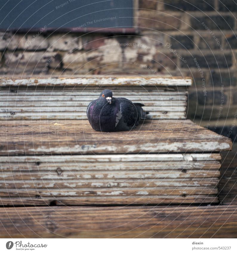 Camden Dove Stairs wooden staircase Animal Bird Pigeon Wing 1 Crouch Sit Colour photo Exterior shot Close-up Deserted Copy Space left Copy Space right