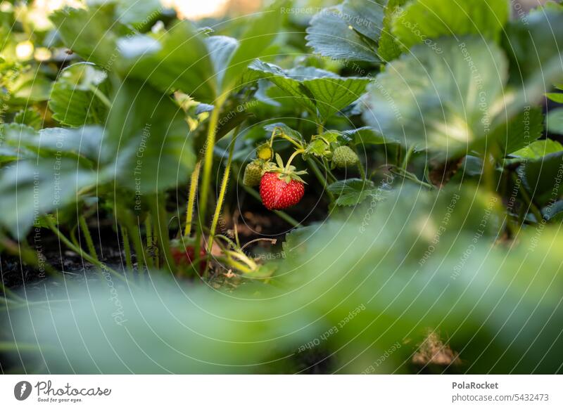 #A0# Find in raised bed soil plant Red Mature ready for harvesting Strawberry strawberry field Strawberry jam Strawberry ice cream Harvest Strawberry blossom