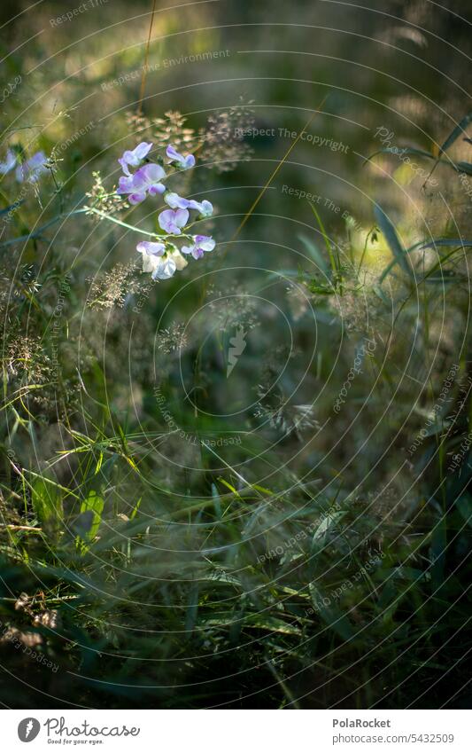 #A0# Flower meadow Blossom Meadow Garden Garden plants Light Visual spectacle