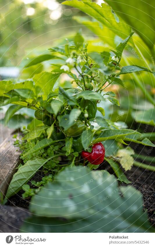 #A0# Pepper Peppers Bell bell pepper Pepper plant Garden Gardening Horticulture Garden plants allotment allotment garden wax Mature Green Fresh Vegetable Nature