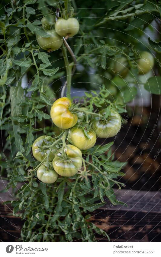 #A0# green tomatoes Green Immature tomato plant Garden Gardening Horticulture Garden plants Plant Foliage plant Nature Vegetable Growth Organic Harvest