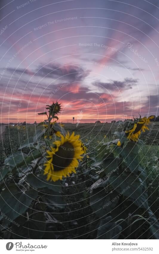 Sunflowers and sunset Sunset Sunlight Nature Yellow Colour photo Plant Landscape Summer Sunflower field Green out of focus Blue Sky