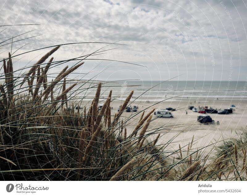 View from a dune overgrown with grasses to the busy beach in the wind Beach duene Ocean North Sea cars Camper Marram grass Sand Waves coast Vacation & Travel