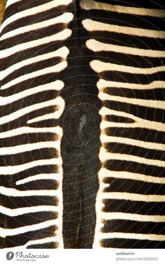 Zebra from above exoticism Exotic exotic animals Animal Wild Wild animal Zoo zoo visit Pattern Back Backbone Spinal column vertebrate Africa Pelt Savannah
