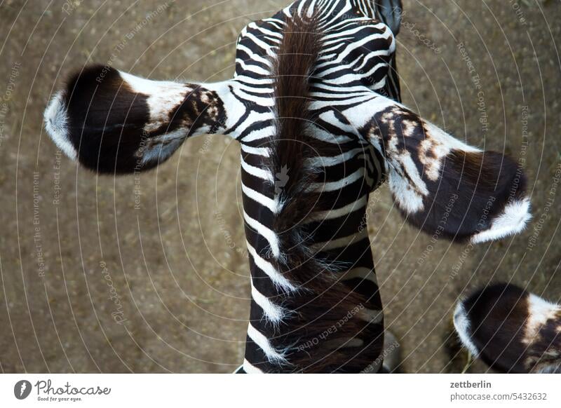 Zebra from above exoticism Exotic exotic animals Animal Wild Wild animal Zoo zoo visit Africa Steppe Savannah Bird's-eye view Back Spinal column Stripe Striped