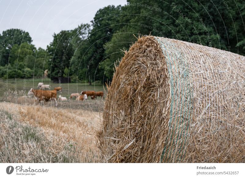 Straw bales on stubble field and grazing cows in background Grain harvest Bale of straw Harvest Field Agriculture Cows in the pasture Nature Summer Meadow Rural