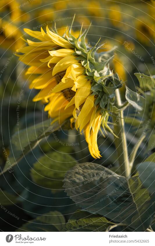 Beautiful big sunflower as close up photo Sunflower Sunflower field Summer Flower Yellow Close-up Shallow depth of field Summertime Nature Experiencing nature