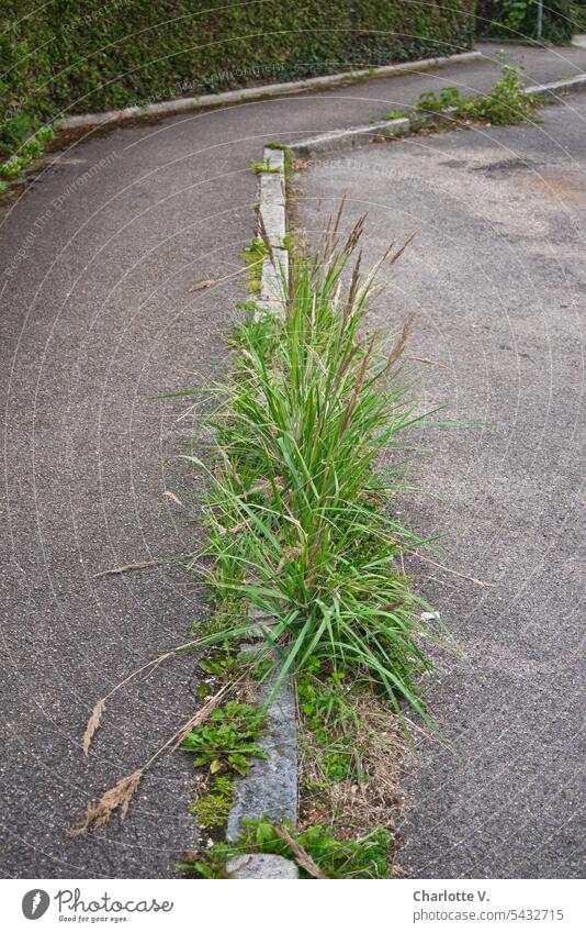 Whims of nature | Wild companions - grasses flank the sidewalk Wild grasses off Sidewalk Curbside Lanes & trails Traffic infrastructure Deserted Pavement