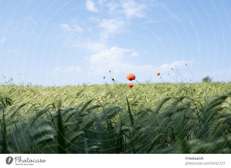 Single poppies in barley field and blue sky with white clouds Grain field Barley Nature Agriculture Plant Summer Field Agricultural crop Ear of corn Food
