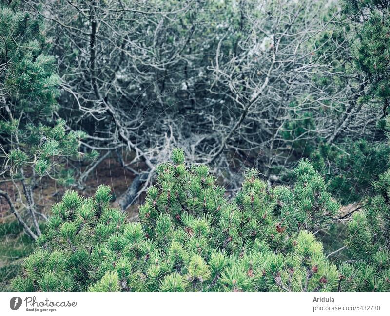 In the pine thicket Forest thickets Branches and twigs Undergrowth Nature Tree Deserted Exterior shot Jawbone pine forest Pine cone Pine needle
