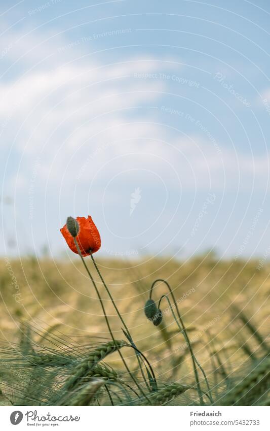 Red poppy in barley field with blue sky Poppy Poppy blossom Corn poppy red poppy Barleyfield Grain Plant Nutrition Agriculture Environment Field Summer