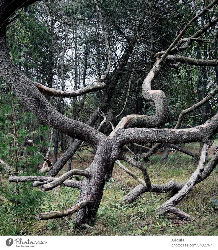 Whims of nature | in the pine forest Forest Branches and twigs Undergrowth Nature Tree Tree trunk direction of growth criss-cross Crutch branching Deserted
