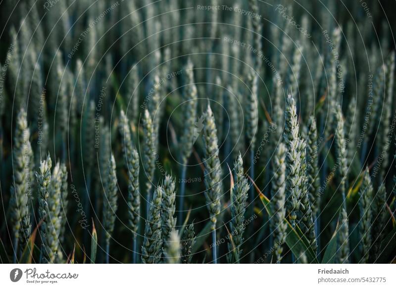 Green wheat field Wheat Grain Field Ear of corn Cornfield Summer Wheatfield Grain field Agricultural crop Agriculture Nutrition Growth Plant Food Nature
