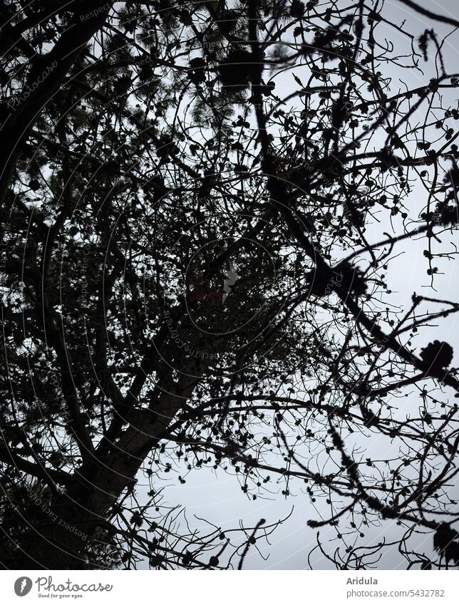 Dark needleless branches with small cones in pine forest Forest Tree Branches and twigs Sky Cone Undergrowth Eerie Jawbone Pine cone