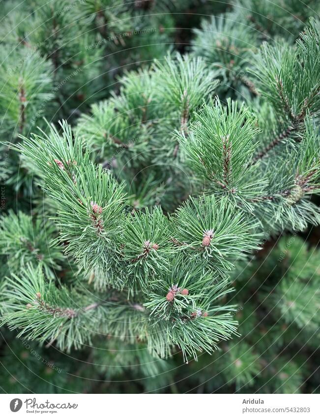 Green density pine branches twigs Forest Evergreen Nature Jawbone pine forest blurriness naturally
