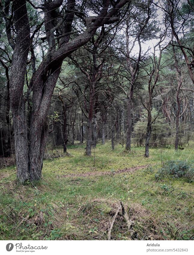 Fairy tale pine forest Jawbone Forest needles Tree trunk Coniferous forest Woodground somber Landscape Deserted Branches and twigs branching gobbled