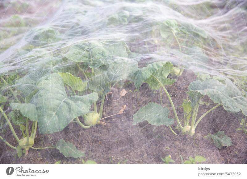 Kohlrabis in the open with protective film vegetable gardening Organic produce organic vegetables outdoors Field Earth Kohlrabi field Healthy Eating Agriculture