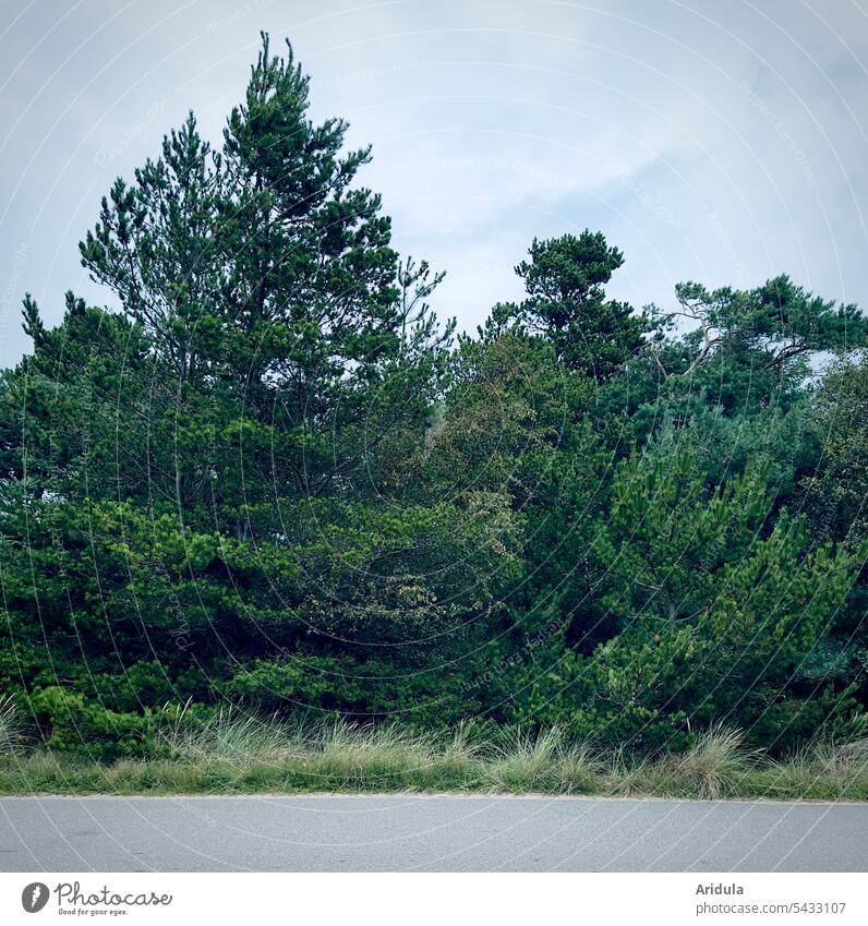 Pine forest edge with road Street Green Forest Nature Landscape Coniferous forest Sky Roadside Jawbone pine forest