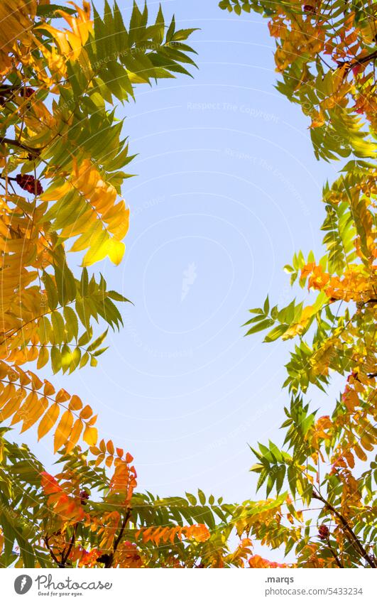 Autumn remains in the frame Nature Frame Leaf Sky Plant Environment Autumnal Autumn leaves Sunlight Beautiful weather Blue sky Yellow Wreath Cloudless sky