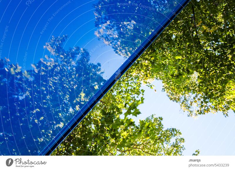 50/50 half Divided Symmetry Blue Tree Reflection Sky Beautiful weather Leaf Twigs and branches Line Nature