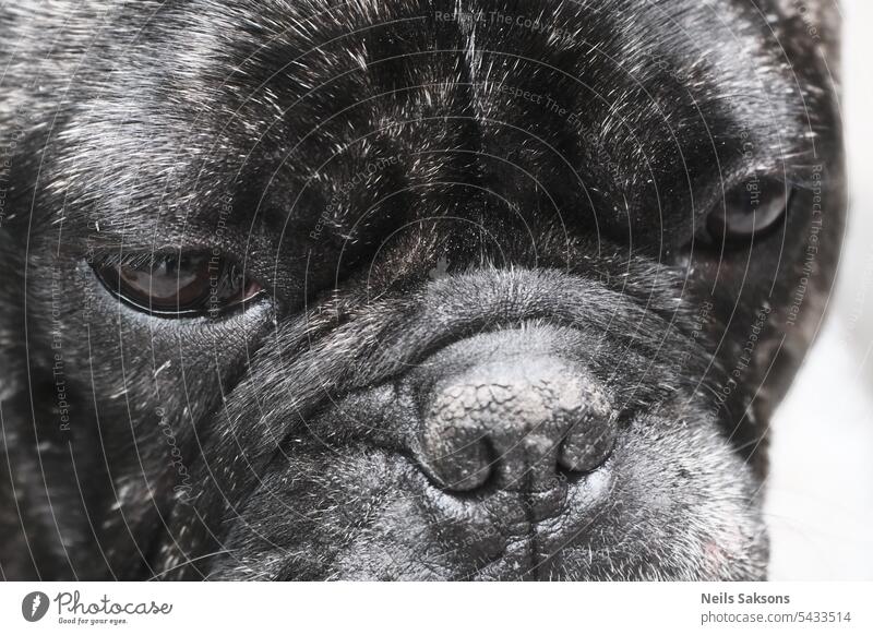 macro close up of french bulldog face. Portrait of black dog anatomy animal beautiful big brown canine close-up closeup cute detail domestic eye eyeball focus