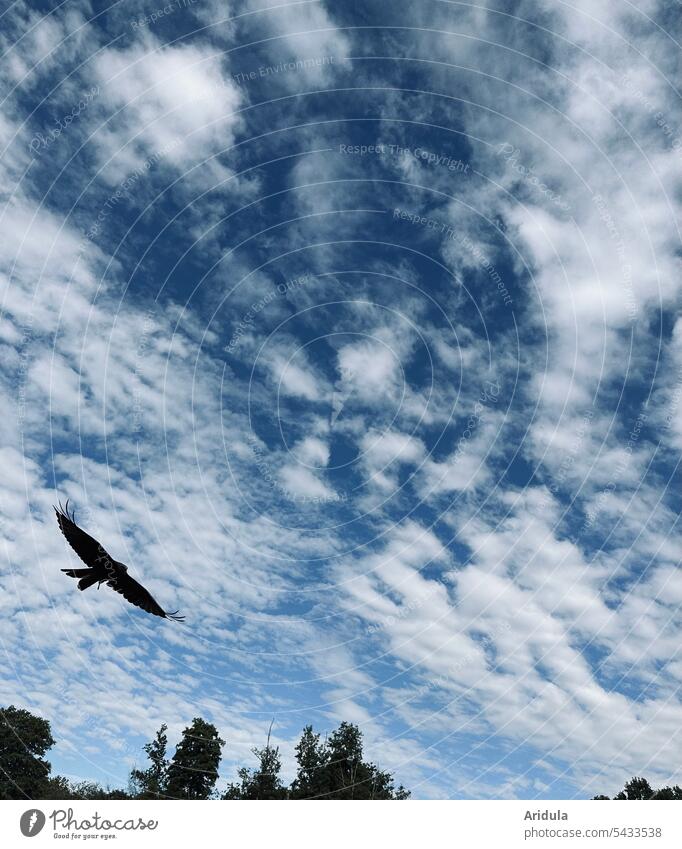 Red kite approaching against blue sky and white clouds Bird Animal Nature Bird of prey Grand piano Sky Clouds flight Red Kite