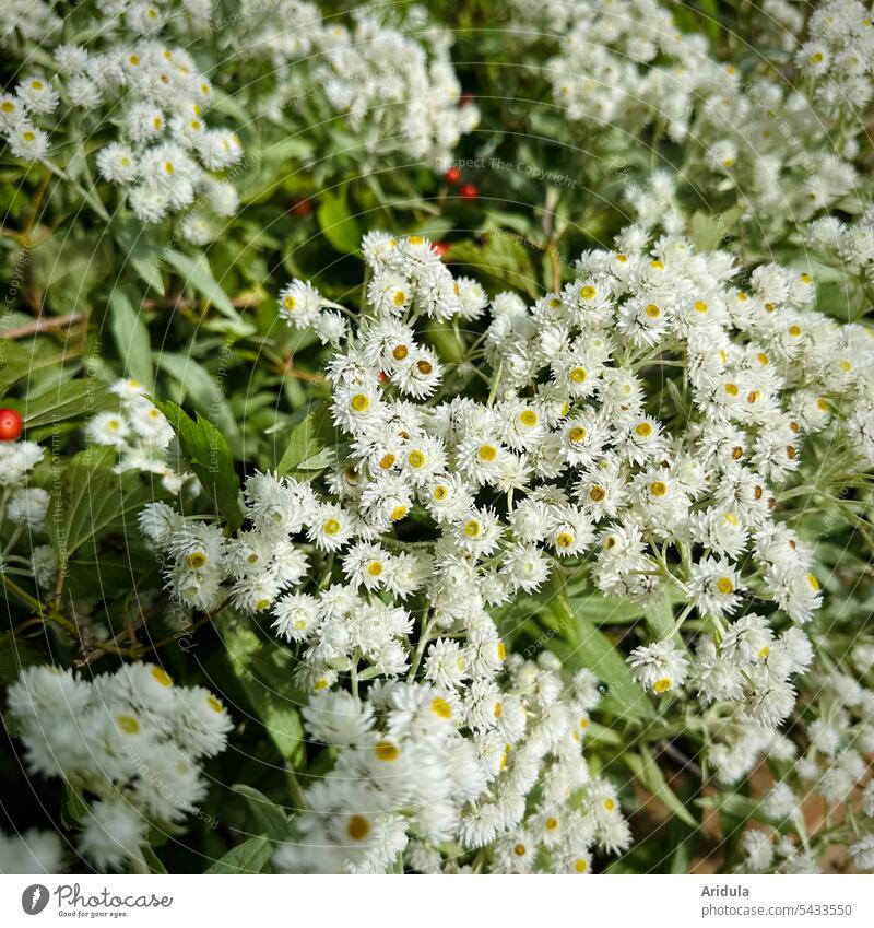 Pearl basket Anaphalis triplinervis Flower Perennial Immortelle Himalayas Robust shrub Flowerbed Plant