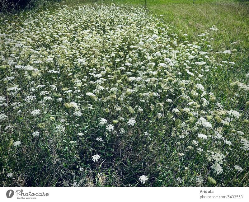 Meadow with flowering yarrow Yarrow Flower meadow Summer Nature Blossom White Green